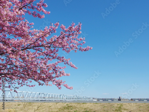 Japanese Sakura, full blooming pink cherry blossoms tree and blue sky on spring season. photo
