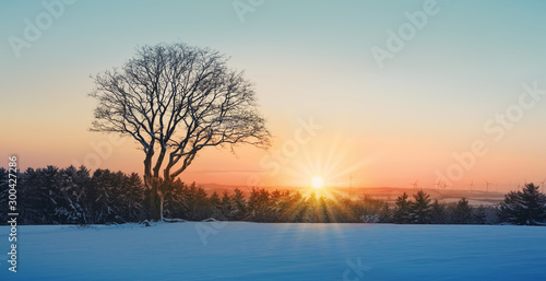 Winter sunset over the snow covered tree.Nature background. © Swetlana Wall