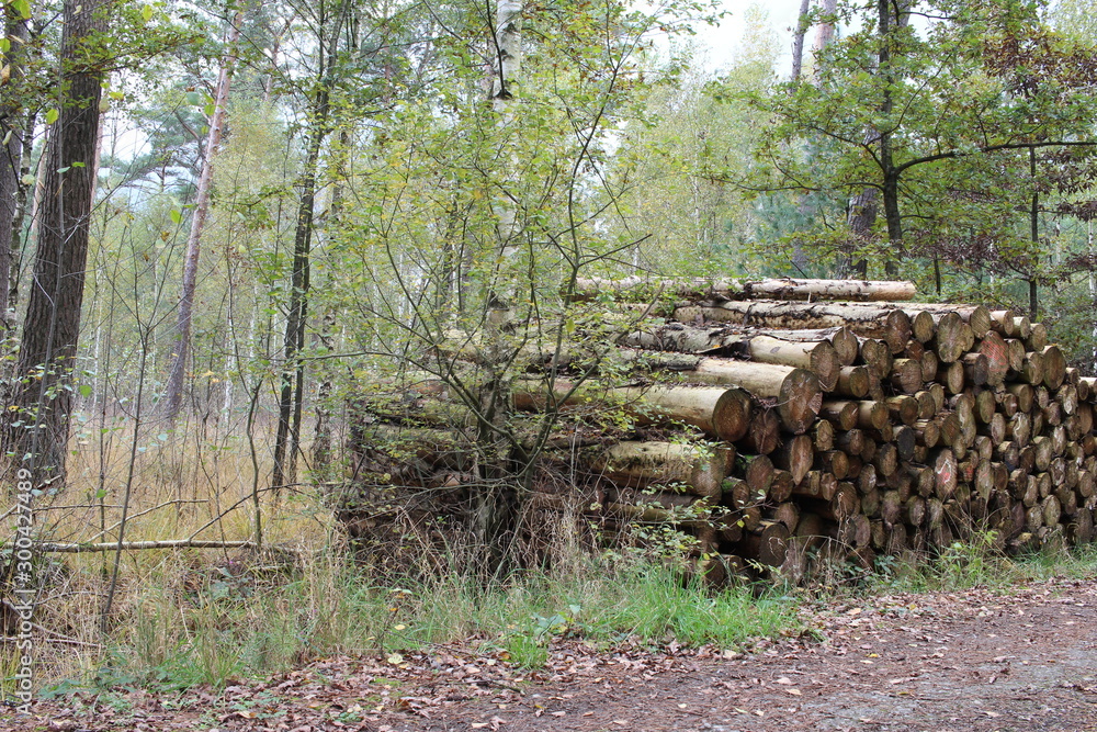 Holzstapel in der Landschaft