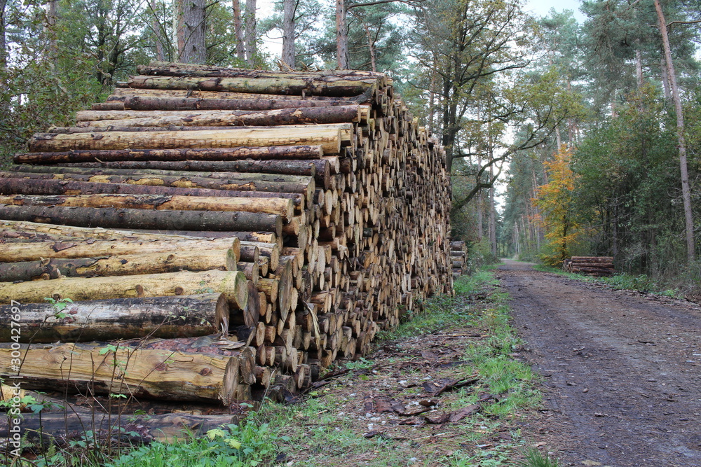 Holzstapel in der Landschaft