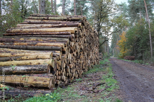 Holzstapel in der Landschaft