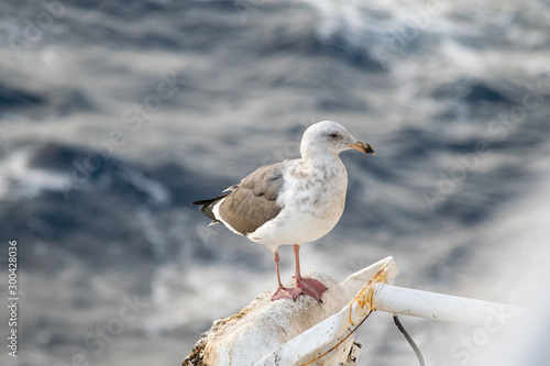 Seagull on Ship Light