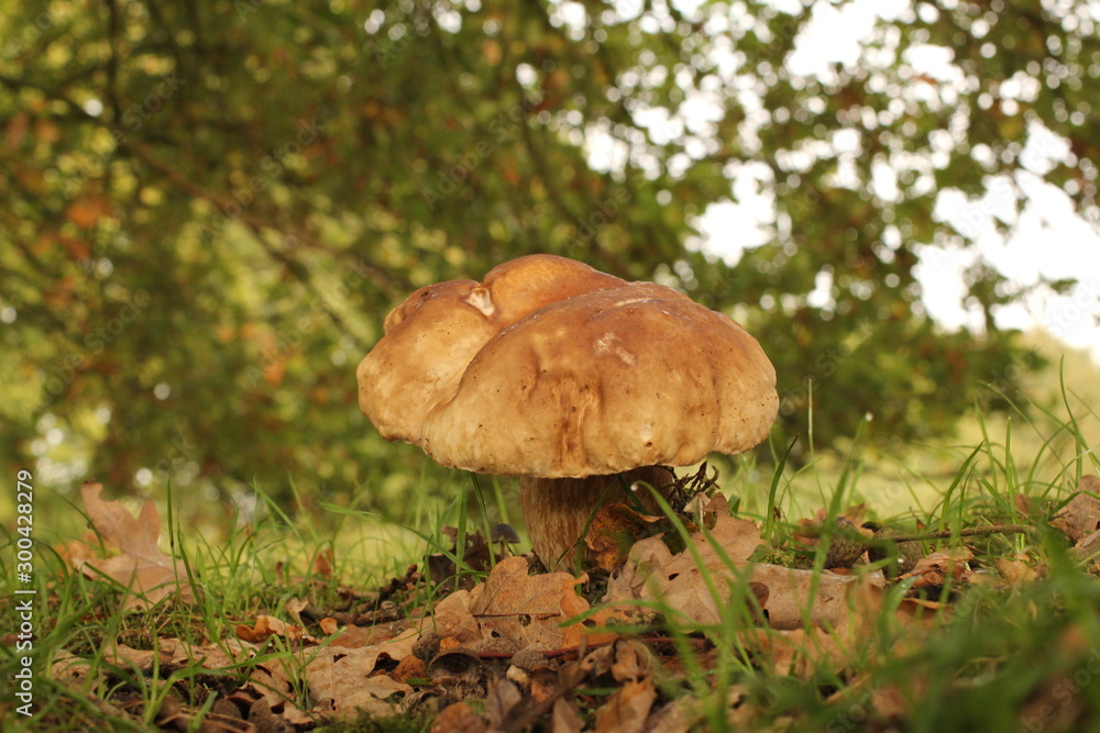 a big brown boletus mushroom closeup with a branch with green leaves in the background in a forest in autumn a big brown boletus mushroom closeup with a branch with green leaves in the background in a forest in autumn