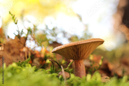a brown roll rimm closeup and a beautiful colorful background in a forest at a sunny day