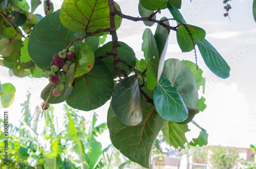 Branch With Seagrape Fruits photo