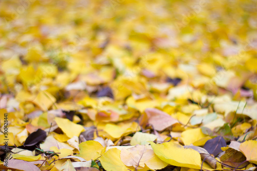 Yellow apricot leaves on the ground - autumn outdoors