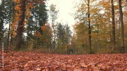 View from the forest floor coveredwith autumn leaves during an overcast fall day. photo