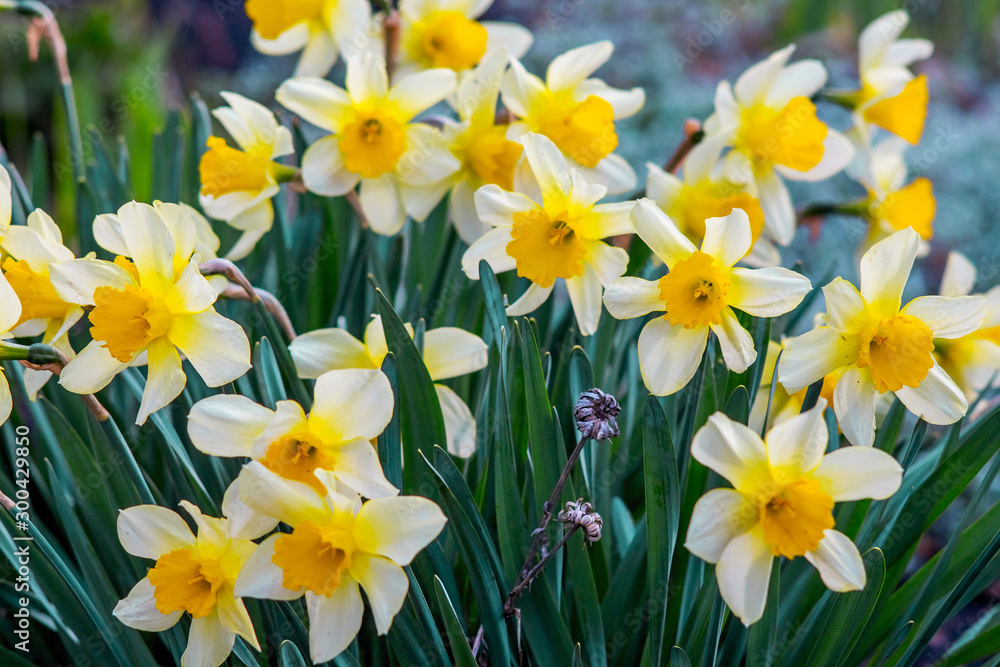 White daffodils on flowerbed. Spring flowers_