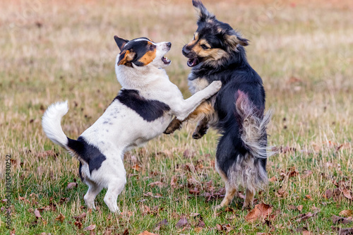Two small dogs are playing, standing on their hind legs_