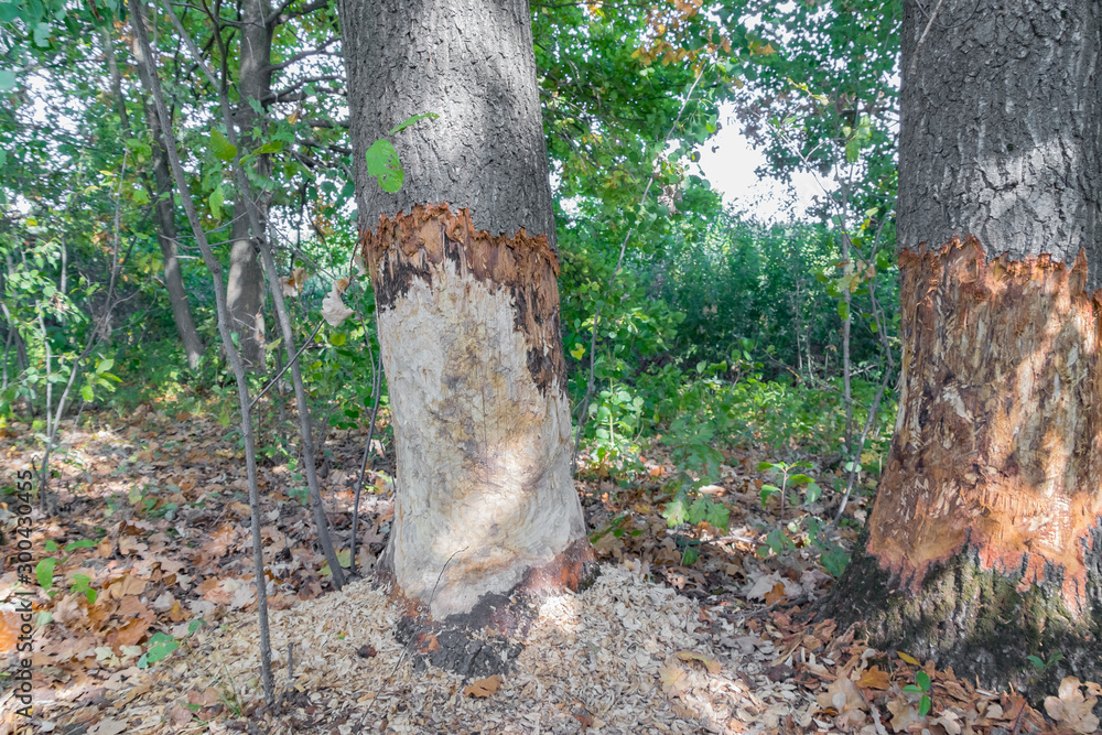 Beavers gnawed large mighty old oaks Beavers gnawed large mighty old oaks