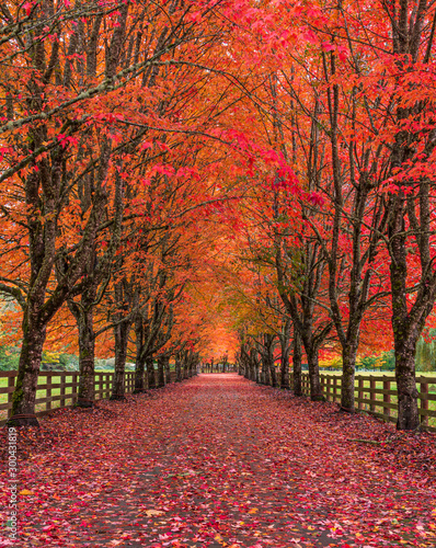 Maple tree lined driveway in Autumn