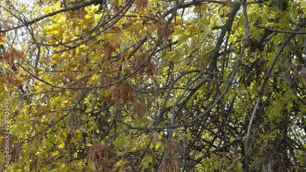 sunlight through the yellow colorful leaves of a tree branch in the wind sunlight through the yellow colorful leaves of a tree branch in the wind