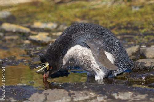 Rockhopper Penguin (Eudyptes chrysocome) drinking from a pool of water at their nesting site on the cliffs of Bleaker Island in the Falkland Islands photo