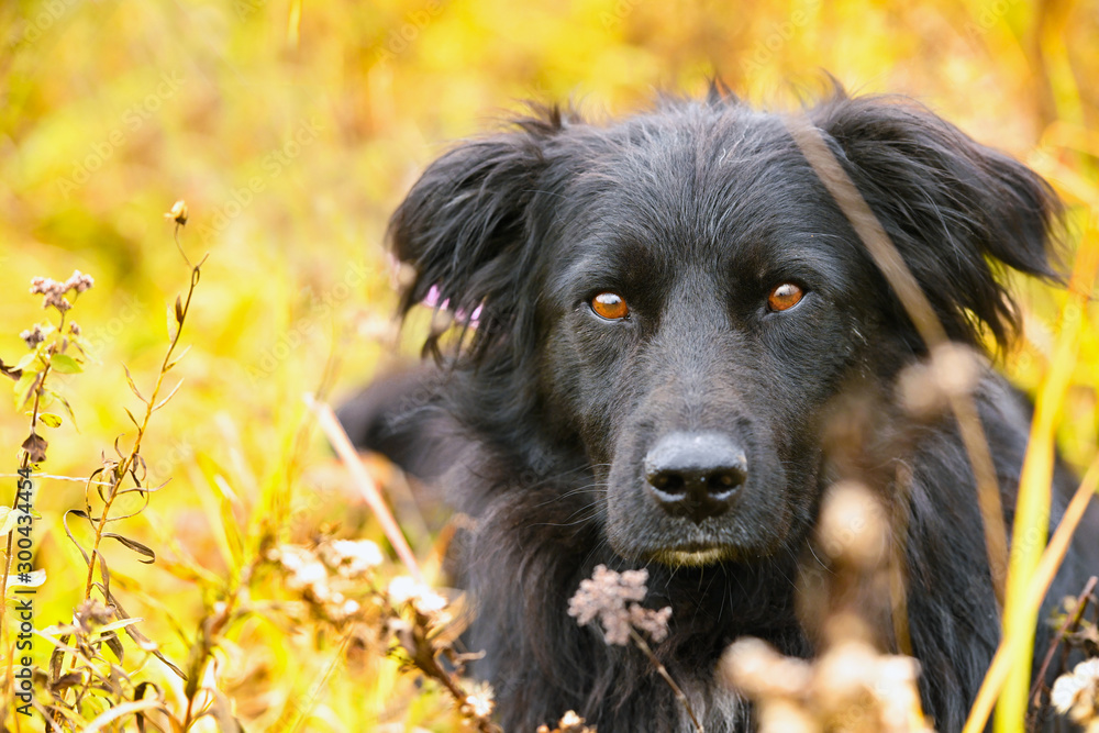 Portrait close-up of black dog on autumn background. Horizontal. Outdoors.