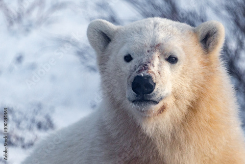 Wild Polar Bear Cub