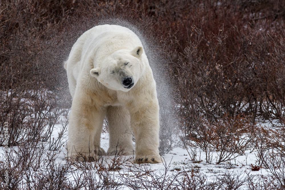 Male Polar Bear Shaking off Snow Male Polar Bear Shaking off Snow