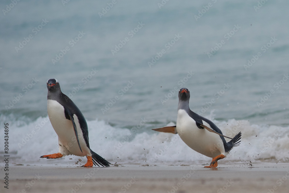 Obraz premium Gentoo Penguins (Pygoscelis papua) coming back to land after a day spent feeding at sea. Bleaker Island in the Falkland Islands.