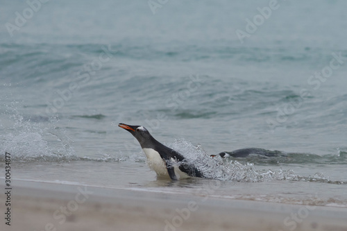Gentoo Penguins (Pygoscelis papua) coming back to land after a day spent feeding at sea. Bleaker Island in the Falkland Islands.