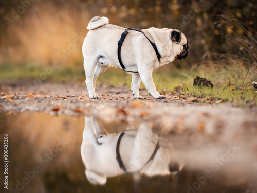 two dogs playing in park