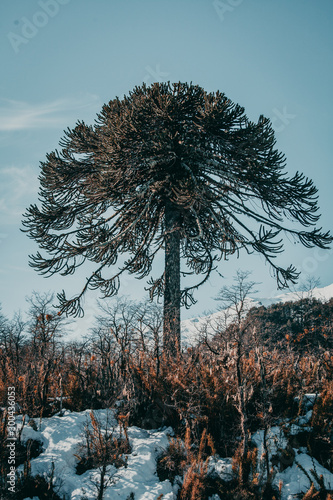 Auracaria, national park Conguillío, Chile