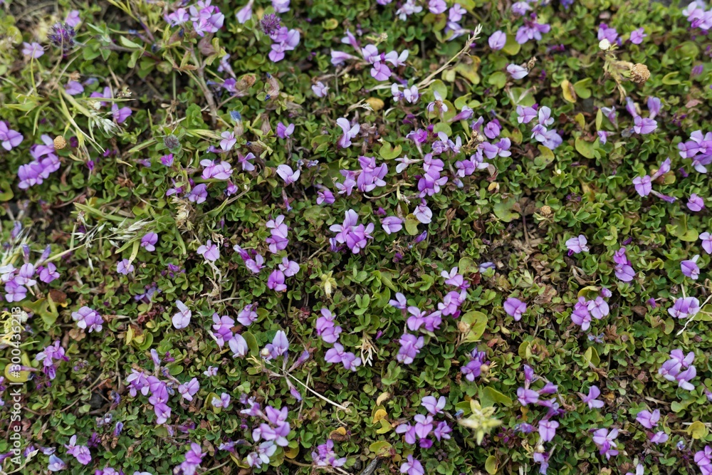 Flowers of the clover Trifolium acaule, in Ethiopia. Flowers of the clover Trifolium acaule, in Ethiopia.