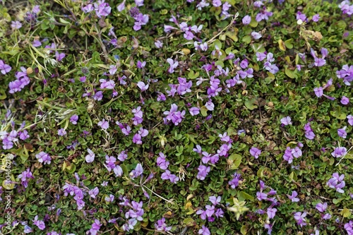 Flowers of the clover Trifolium acaule  in Ethiopia.