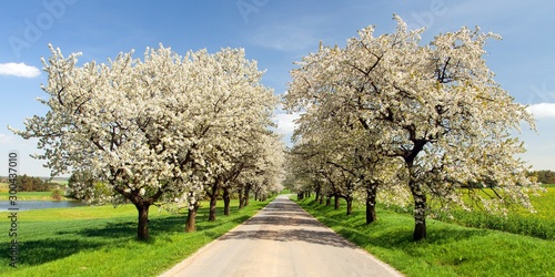 Cuadro en lienzo road and alley of flowering cherry trees