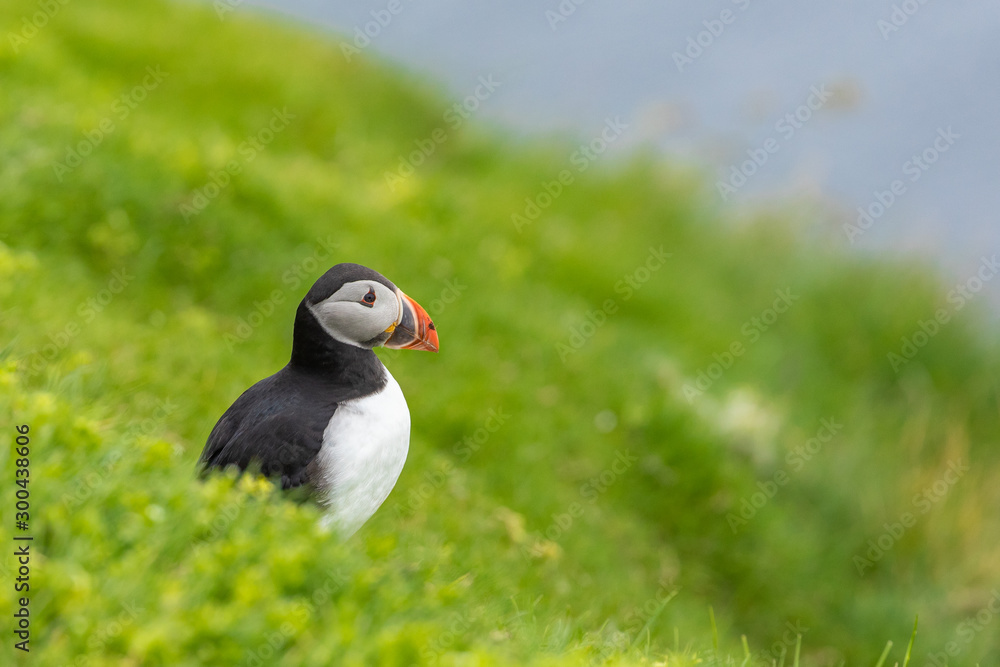 Fototapeta premium Puffins on Mykines cliffs and atlantic ocean. Mykines island, Faroe Islands, Europe.