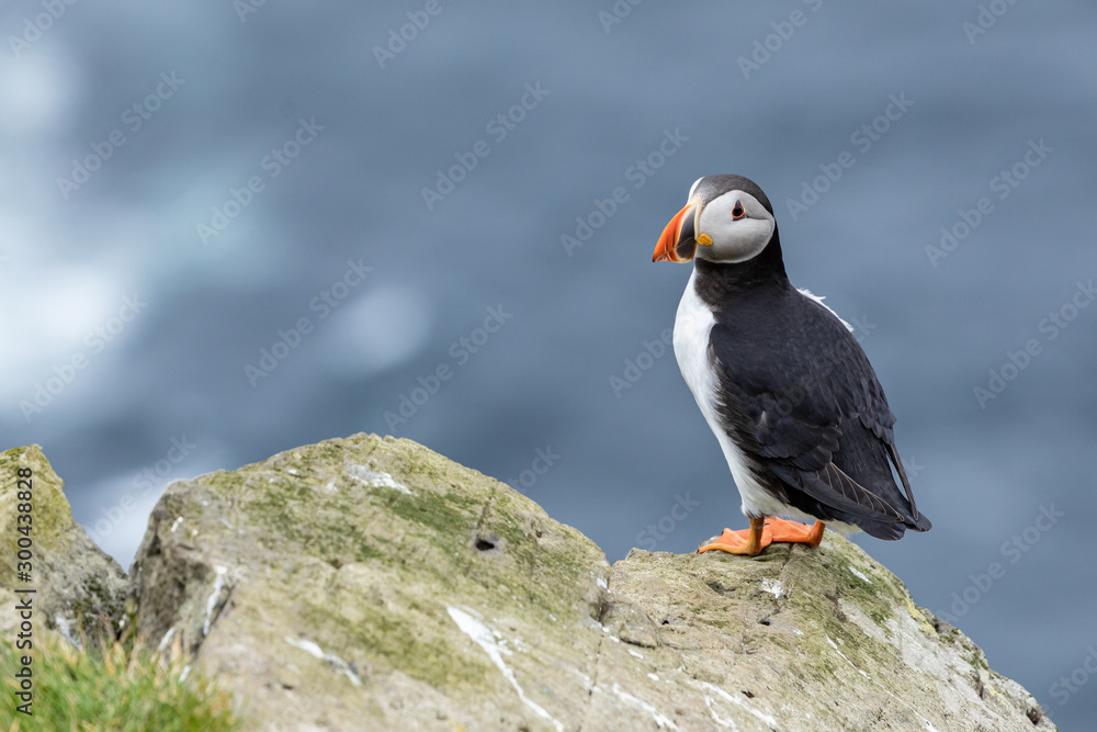 Fototapeta premium Puffins on Mykines cliffs and atlantic ocean. Mykines island, Faroe Islands, Europe.