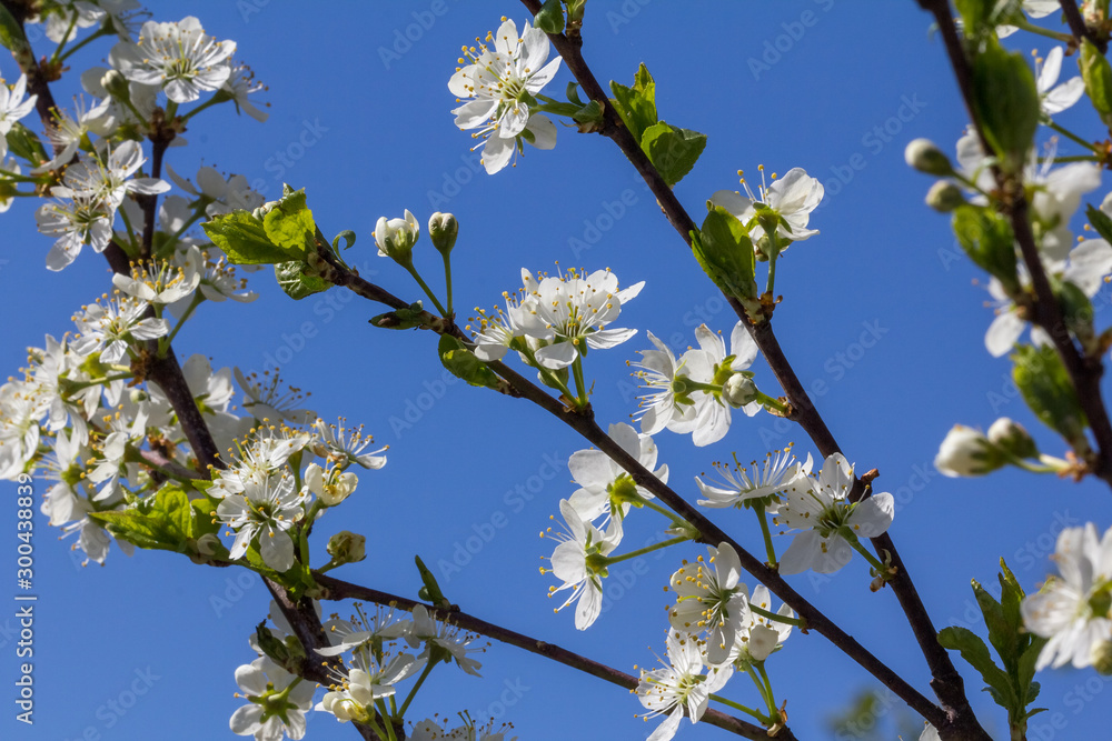 apple tree branches strewn with flowers, spring apple tree branches strewn with flowers, spring