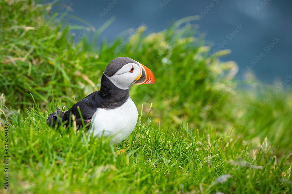 Puffins on Mykines cliffs and atlantic ocean. Mykines island, Faroe Islands, Europe. Puffins on Mykines cliffs and atlantic ocean. Mykines island, Faroe Islands, Europe.
