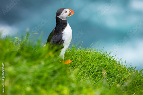 Puffins on Mykines cliffs and atlantic ocean. Mykines island, Faroe Islands, Europe.