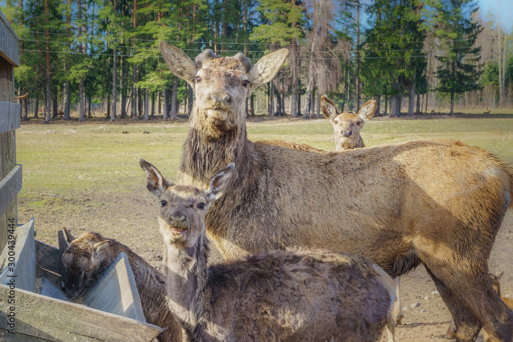 Fototapeta premium Cute and friendly deer herd of safari deer park in Latvia during feeding at sunny spring morning with pine tree forest in background