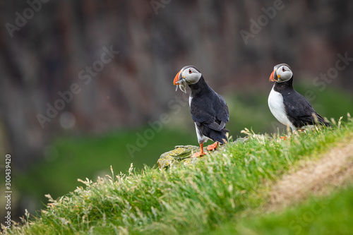 Puffins on Mykines cliffs and atlantic ocean. Mykines island  Faroe Islands  Europe.