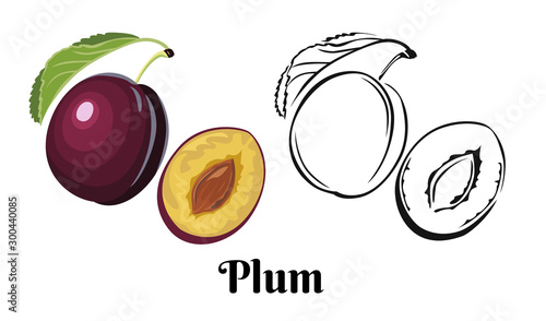 Plum whole and half with kernel  isolated on white background. Vector illustration of ripe fruit with green leaf in cartoon simple flat style. Black-white outline.