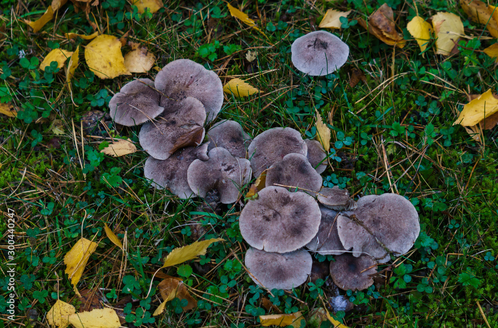 Mushrooms called rowing in a clearing in the forest in late autumn. Mushrooms called rowing in a clearing in the forest in late autumn.