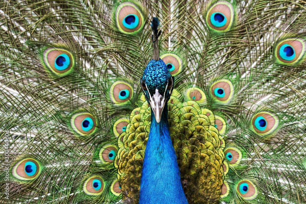 Obraz premium Peacock