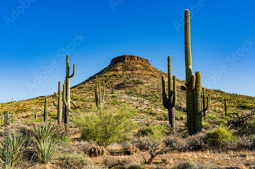 Saguaros in the Arizona desert