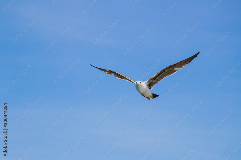 seagull in flight seagull in flight
