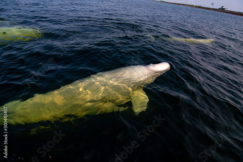 beluga whales in the churchill river estuary photo