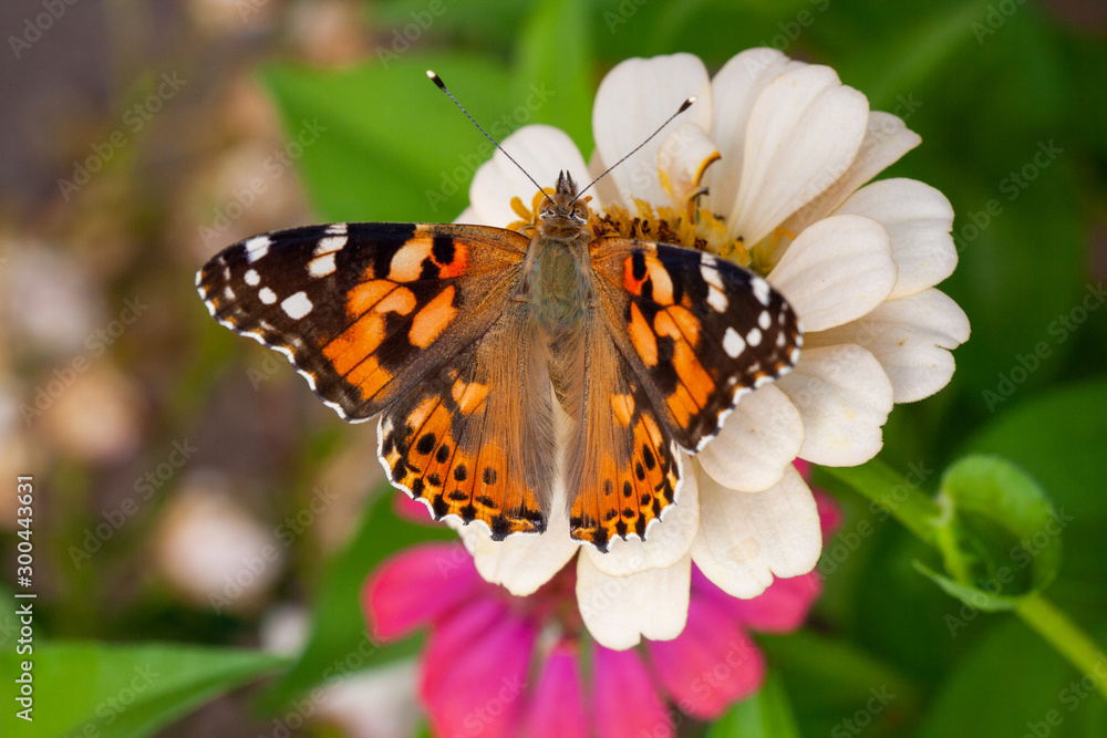 Obraz premium Distelfalter auf Blume