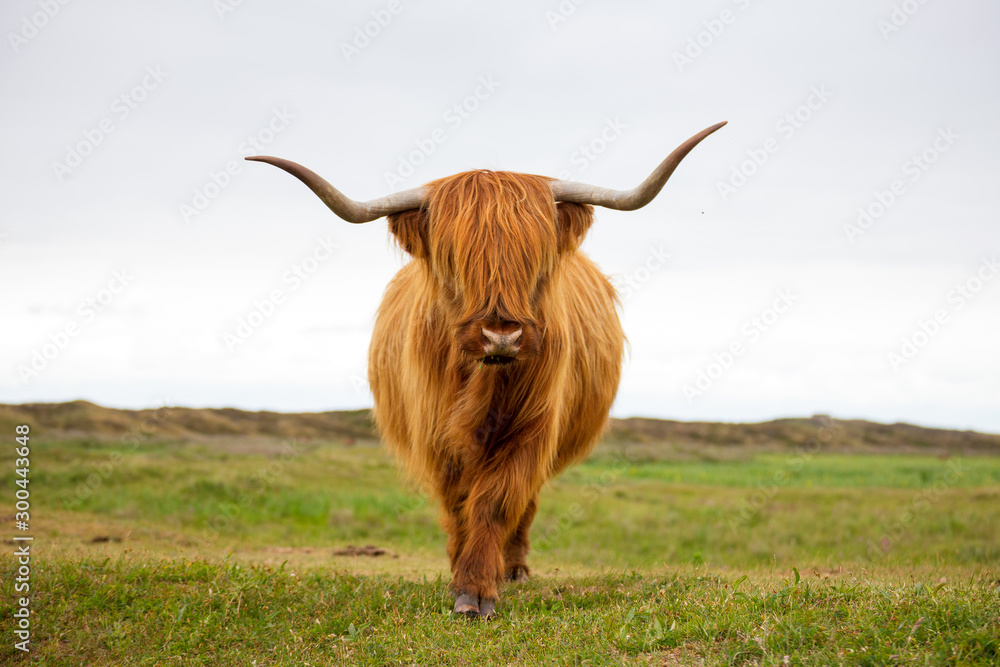 Bull of a scottish highlander with long horns from the front portrait face long hair Bull of a scottish highlander with long horns from the front portrait face long hair