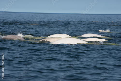 Fotografija beluga whales in the churchill river estuary