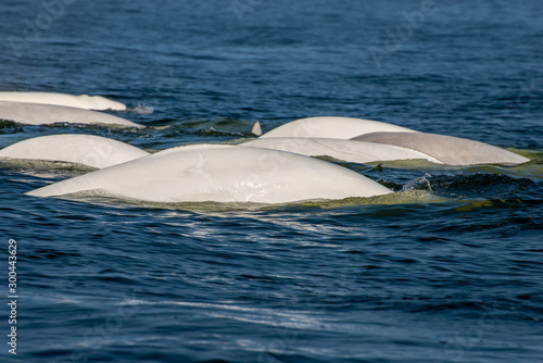 Fototapeta beluga whales in the churchill river estuary