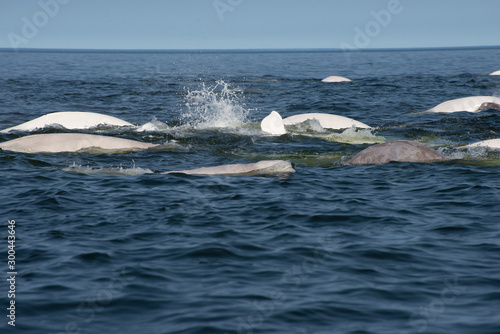 Bild auf Leinwand beluga whales in the churchill river estuary