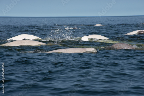 Fototapeta beluga whales in the churchill river estuary