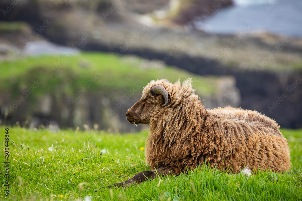 Wildlife in the Faroe Islands. Sheep on Vagar island. Faroe Islands. Denmark. Europe. Wildlife in the Faroe Islands. Sheep on Vagar island. Faroe Islands. Denmark. Europe.