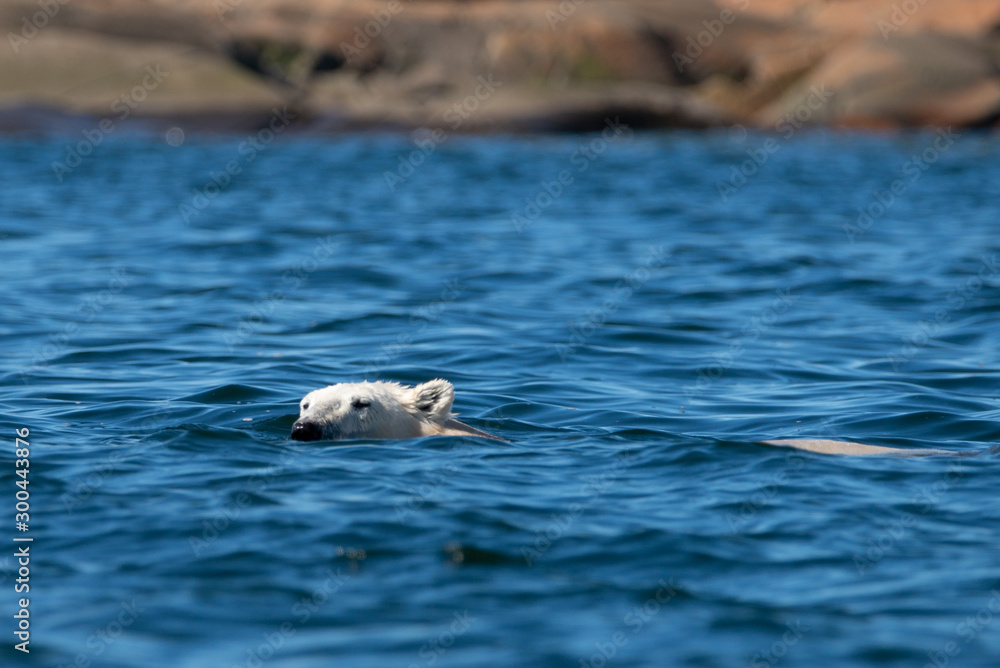 Fototapeta premium swimming polar bear in northern canada churchill