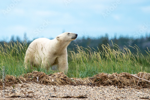 Canvastavla polar bear smelling the air in churchill manitoba
