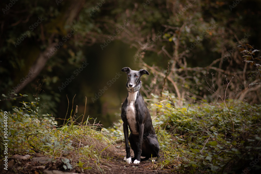 Obraz premium Golgo Español posando en un bosque otoñal
